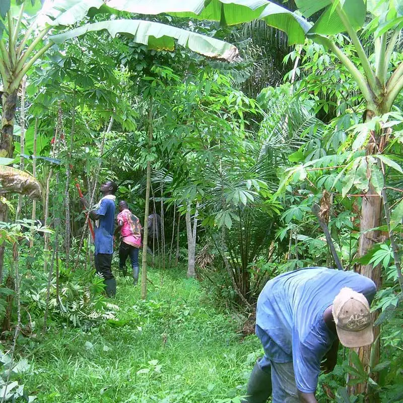 Smallholder farmers in Ghana: ECOTOP has also provided advice on the implementation of agroforestry in the cultivation of bio-fair palm oil.